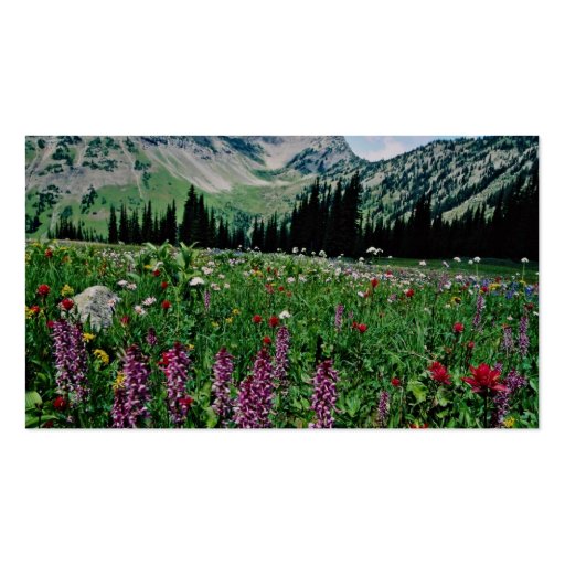 Alpine meadow in the Pasayten Wilderness, Californ Business Card (back side)