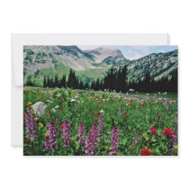 Alpine meadow in the Pasayten Wilderness, Californ Personalized Invites