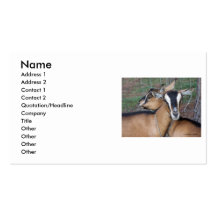 Alpine Oberhasli goat cross young does kids Business Card