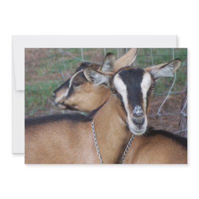 Alpine Oberhasli goat cross young does kids Custom Invite by SusansZooCrew