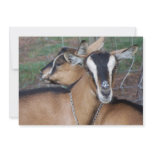 Alpine Oberhasli goat cross young does kids Custom Invite