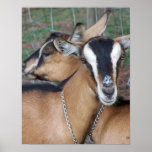 Alpine Oberhasli goat cross young does kids Print