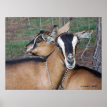 Alpine Oberhasli goat cross young does kids Posters
