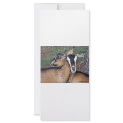 Alpine Oberhasli goat cross young does kids Custom Rack Cards by SusansZooCrew