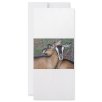 Alpine Oberhasli goat cross young does kids Custom Rack Cards