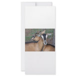 Alpine Oberhasli goat cross young does kids rack cards