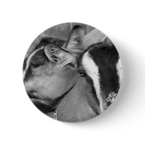 Alpine/Oberhasli goat does sisters photograph bw