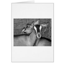 Alpine/Oberhasli goat does sisters photograph bw Greeting Card