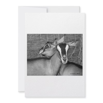 Alpine/Oberhasli goat does sisters photograph bw Personalized Announcement by SusansZooCrew