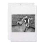 Alpine/Oberhasli goat does sisters photograph bw Personalized Announcement