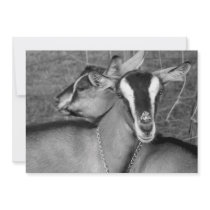 Alpine/Oberhasli goat does sisters photograph bw Personalized Invite