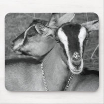 Alpine/Oberhasli goat does sisters photograph bw Mousepad