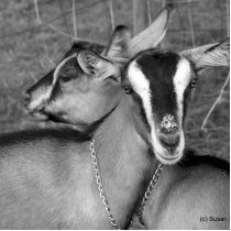 Alpine/Oberhasli goat does sisters photograph bw Photo Sculptures
