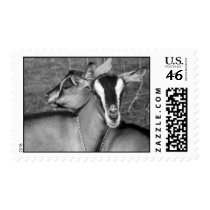 Alpine/Oberhasli goat does sisters photograph bw Stamps