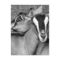 Alpine/Oberhasli goat does sisters photograph bw Post Cards