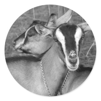 Alpine/Oberhasli goat does sisters photograph bw Round Sticker