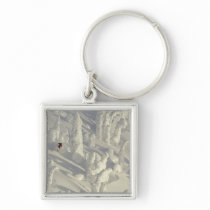 Alpine Skier in thick snowghosts at Big Key Chain