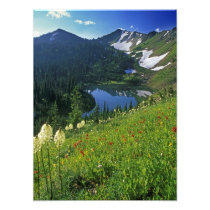Alpine Wildflowers in the Jewel Basin in the