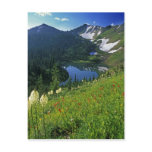 Alpine Wildflowers in the Jewel Basin in the Postcard