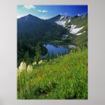 Alpine Wildflowers in the Jewel Basin in the