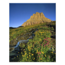 Alpine wildflowers & Mt Clements at Logan Pass