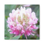 Alsike Clover Blossom 1 Magnet