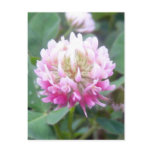 Alsike Clover Blossom 1 Postcard