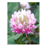 Alsike Clover Blossom 1 Postcard