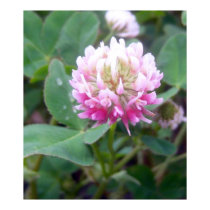 Alsike Clover Blossom 1 Poster posters