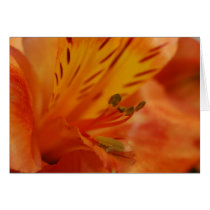 ALSTROEMERIA CARD