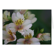 Alstroemeria Greeting Cards