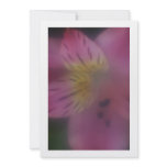 Alstroemeria Flower Invitation