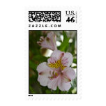 Alstroemeria Flower Postage