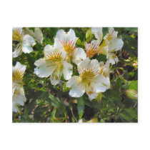 Alstroemeria flowers postcards