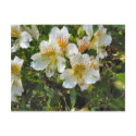 Alstroemeria flowers postcards