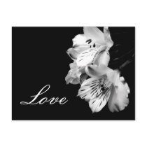 Alstroemeria Lily Love Postcard