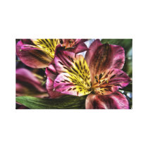 Alstroemeria Peruvian Lily flower Canvas Print canvas prints