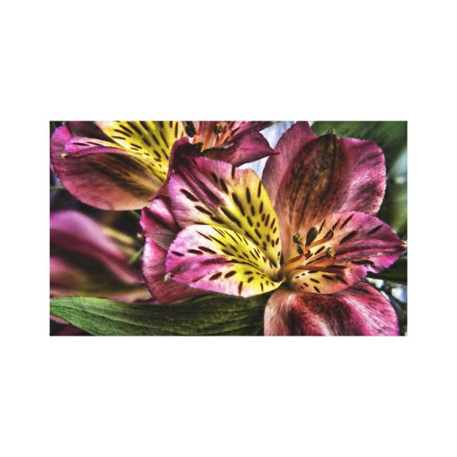 Alstroemeria Peruvian Lily flower Canvas Print