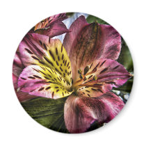 Alstroemeria Peruvian Lily flower fridge magnet