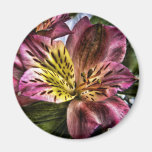Alstroemeria Peruvian Lily flower fridge magnet