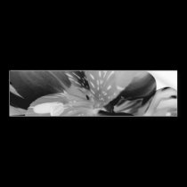 Alstroemeria Peruvian Lily Flower in Black & White bumper stickers