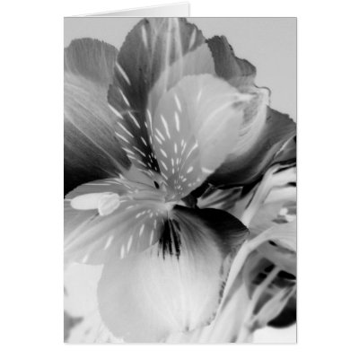 Alstroemeria Peruvian Lily