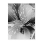 Alstroemeria Peruvian Lily Flower in Black & White Postcards