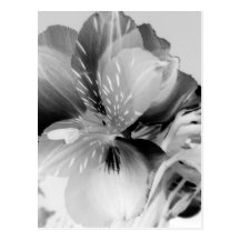 Alstroemeria Peruvian Lily Flower in Black & White Postcards