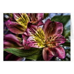 Alstroemeria Peruvian Lily flower note card