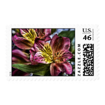 Alstroemeria Peruvian Lily flower postage stamp stamps