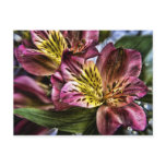Alstroemeria Peruvian Lily flower postcard