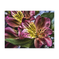 Alstroemeria Peruvian Lily flower postcard postcards