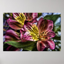 Alstroemeria Peruvian Lily flower poster print posters