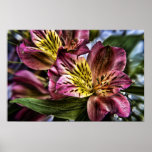 Alstroemeria Peruvian Lily flower poster print